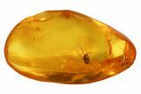 Detailed Fossil Fly (Diptera) & Ant (Formicidae) In Baltic Amber #102765-3